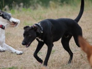 Een zwarte dobermann kruising speelt met andere honden