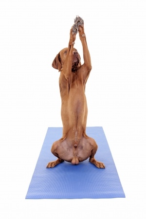 ADHD hond onstpannen op Yoga matje