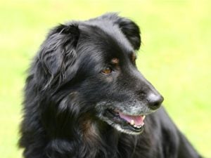 Zwarte oudere hond met grijze snuit