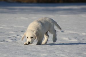 Golden Retriever pup snuffelt op sneeuw