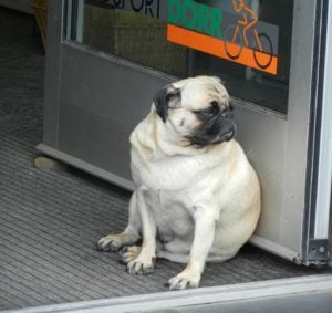 Te dikke mops hond zit voor de deur van een winkel