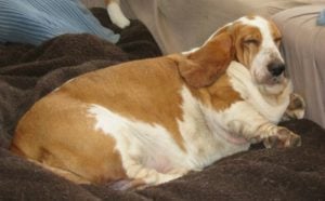 Hond met extreem overgewicht of obese ligt op de bank
