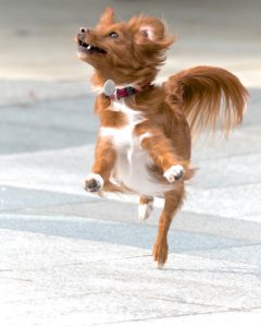 Vitaal en gezonde hond springt vrolijk rond