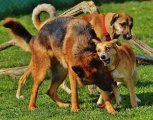 Fatsoen bij hondent tijdens spelen