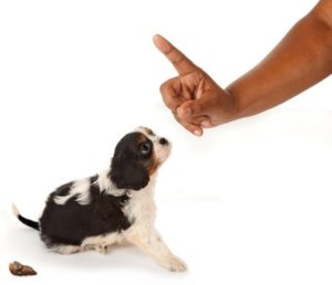 Hoe maak ik mijn puppy zindelijk: niet straffen bij een ongelukje