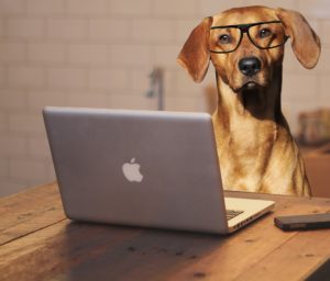 Hond en werken als hond mee naar kantoor kan
