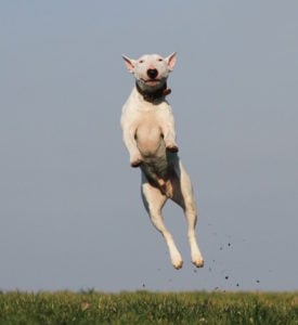 Hond springt extra hoog- extinction burst