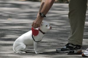 Klein hondje met halsband en flexlijn