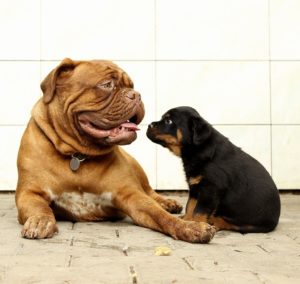 Kleine puppy bij een grote hond: is niet altijd veilig