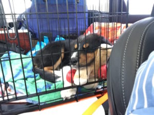 Puppy Floris slaapt in de auto