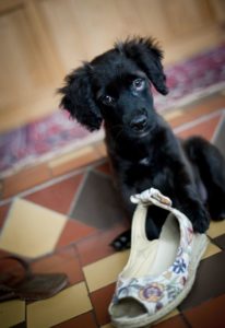 Puppy speelt met schoen