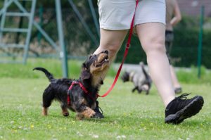 Trainen met Pup: consequent trainen