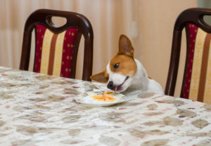 hond jat eten van tafel
