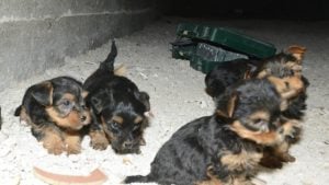 Pups in de kruipruimte in beslag genomen