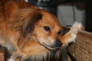Kennelhoest bij hond-symptomen