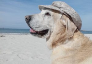 Labrador Retriever op het strand