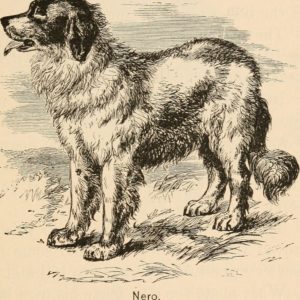 Hond rond 1885 - bron Wikimedia