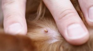 Ongeveer 5 tot 35 % van de teken zijn met de gevreesde Borrelia besmet – maar ze kunnen onze huisdieren meestal niets aan doen